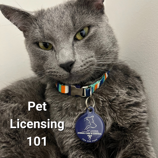 Protect Your Pet Pet Licensing 101 PetHub